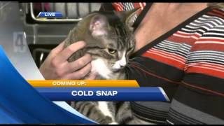 Turn Brrrs Into Purrs At The SPCA