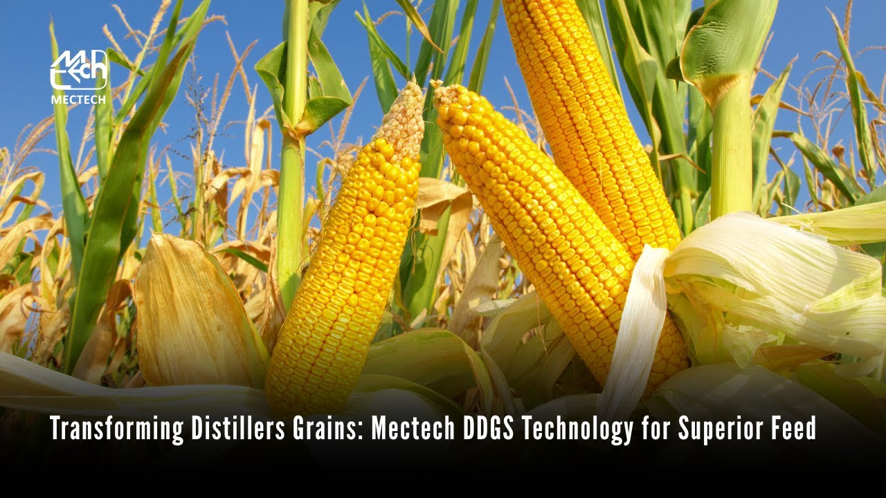 Transforming Distillers Grains: Mectech DDGS Technology for Superior Feed