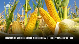Transforming Distillers Grains Mectech Ddgs Technology For Superior Feed
