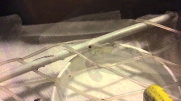 Green tree pythons babies eating