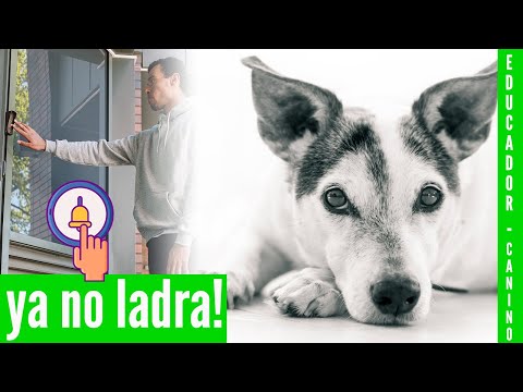 Video: Cómo evitar que un perro se vuelva loco cuando suena un timbre