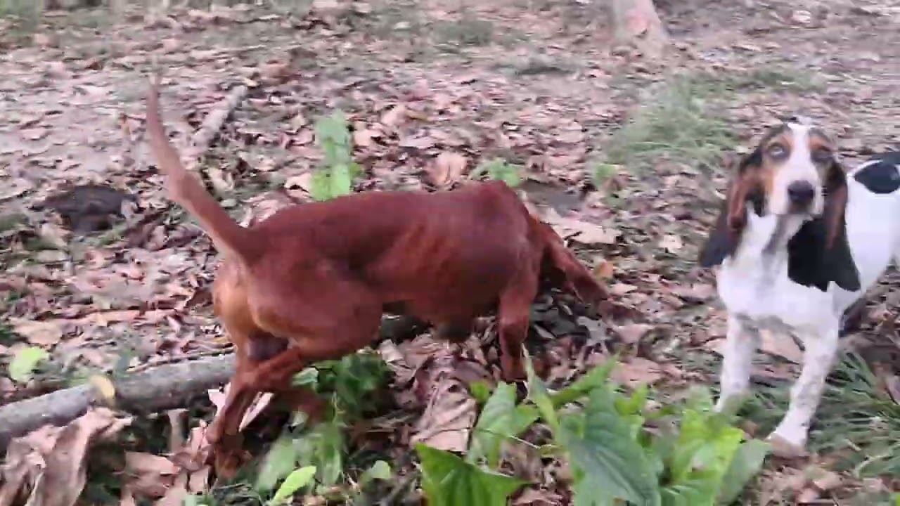 Sabuesos finos Colombianos. 🏆Criadero Canta Ranas