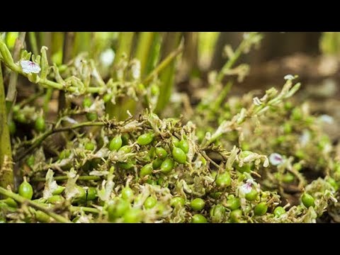 ELACHI MAKING PROCESS - YouTube