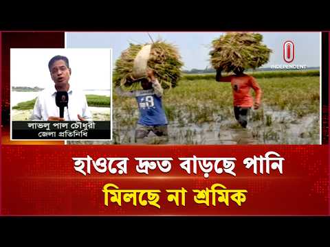 মৌলভীবাজার-নেত্রকোণায় ফসল বাঁচাতে পানিতে নেমে ধান কাটছে কৃষক | Farmer Struggle | Independent TV