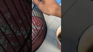 Perises Pengasihann Pakan Jangkrik kicaumania birds mangkicauoffecial burungcendet