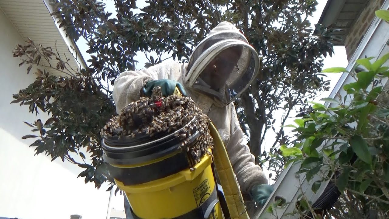 A new record! 25 swarm cells in the same hive removal.