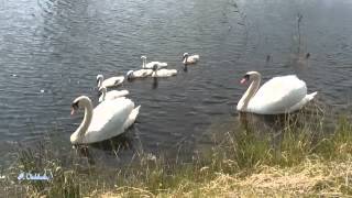 Swan Lake / Zwanenmeer,  muziek van Tchaikovsky