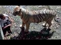 Охотники истребили семью этого тигра, и вот что он сделал…
