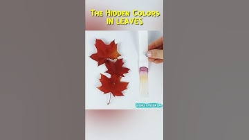Leaf Color Chromatography Experiment for kids | See the Hidden Pigments!