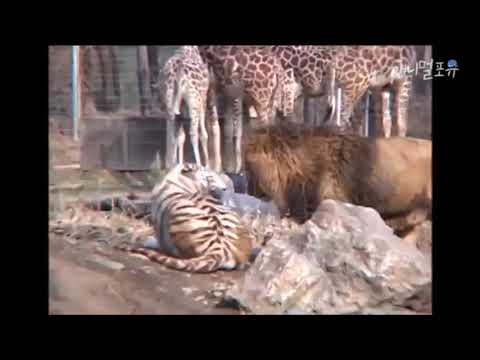 White Tiger vs Male Lion (Tigress owns Male Lion) - YouTube