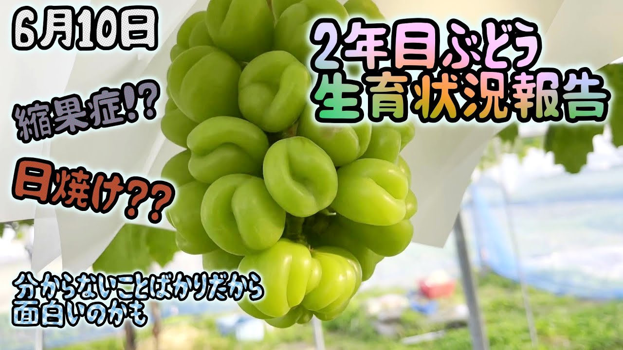 2024年6月10日🍇2年目ぶどうの生育状況報告🍇悪魔の実みたいで 2024年6月10日🍇2年目ぶどうの生育状況報告🍇悪魔の実みたいで