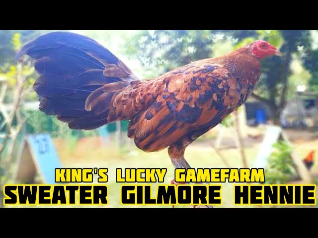 Home Of Sweater Hennie - King's Lucky Gamefarm - Pangasinan Philippines class=