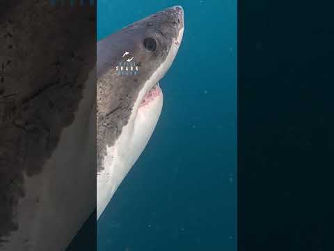Great White Shark Eye On Us