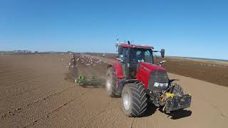 Potato Ridging