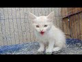 عرض مجموعة قطط 🐱صغير وكبير الناس اللي كانت عيزه قطط