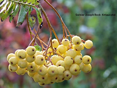 Sorbiers : des couleurs au jardin - YouTube