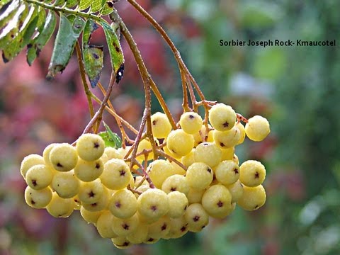 Vidéo: De Nouveaux Cultivars De Sorbier Pour Votre Jardin