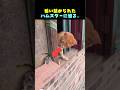 窓際に追い込まれたハムスター、その時猫が…