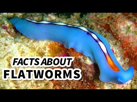 Flatworm facts: hopefully they don't have tastebuds| Animal Fact Files