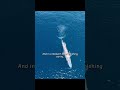 Blue Whale Mystery: A Rare Sight That Changed Everything