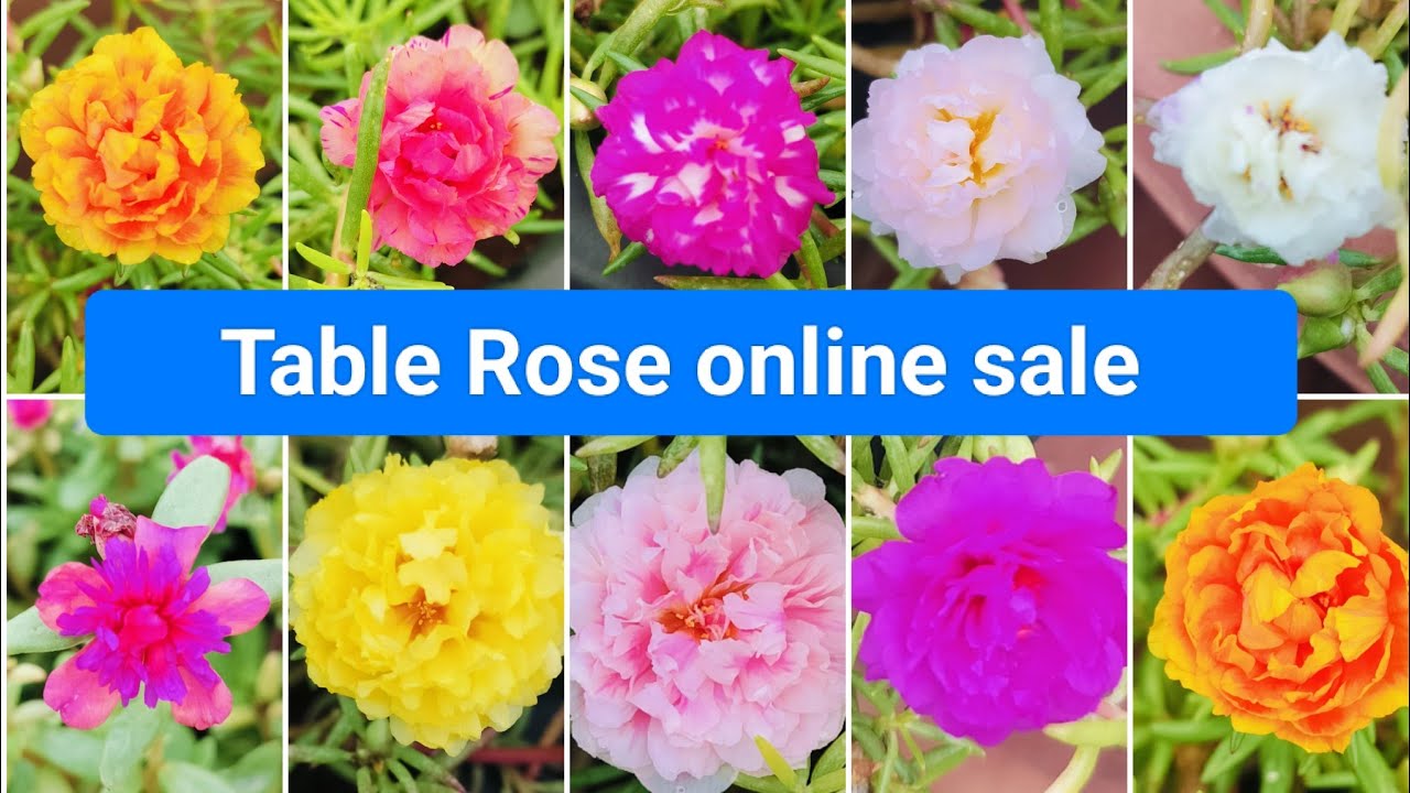 Table Rose online sale and packing video 🥰
