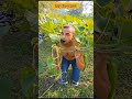 trap for parrot #comedy #funny #birds