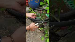 pruning pohon jeruk #janurinurhidayat #berkebun