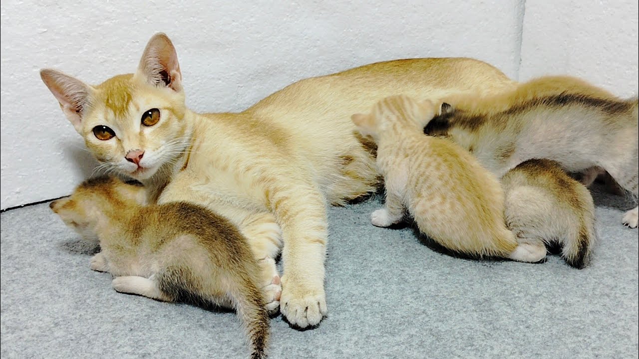 Mom cat takes care baby kittens, washing, nursing । Daily life of a mom