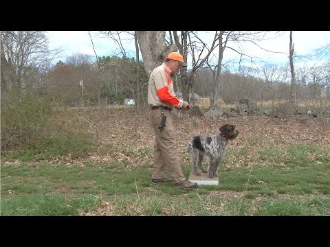 Place Boards and Pointing Dogs-Part 1 