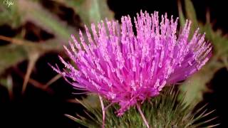 Vivaldi - The Four Seasons - Spring - Allegro