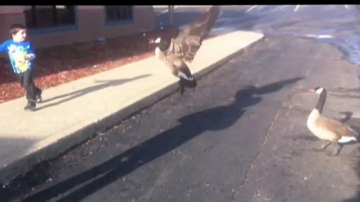 Goose attacks little boy in parking lot and after ...