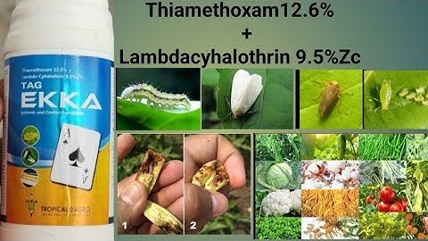 thiamethoxam 12.6 + lambda cyhalothrin 9.5 zc mode of action |