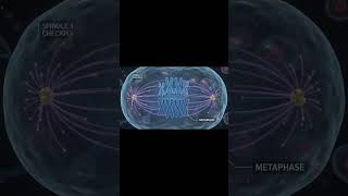 Cell Cycle Checkpoints | Cell Cycle Regulation 🔥