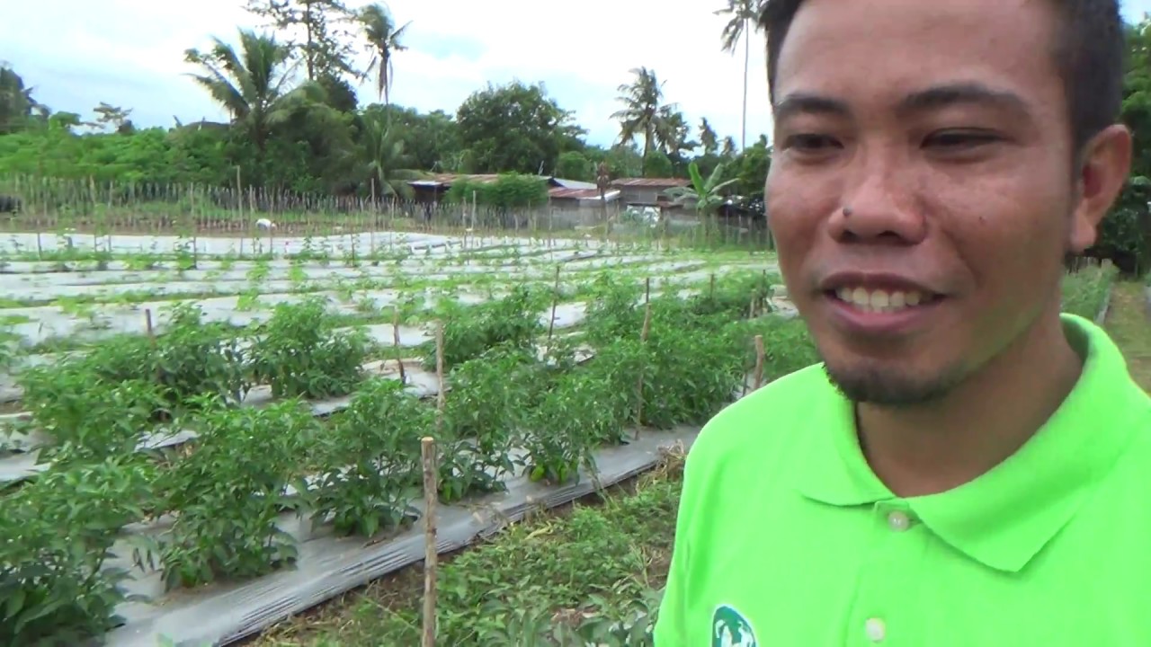 Conical sweet pepper  farming | Atsal growing | Business opportunity