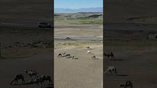 Курайская степь, Чуйский тракт Республика Алтай 2025 #automobile #travel #путешествия #roadtrip