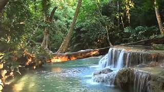 Download Lagu Suara hutan rimba | Suara alam | Relaksasi suara hutan rimba | Relaksasi suara alam | Hutan rimba | MP3