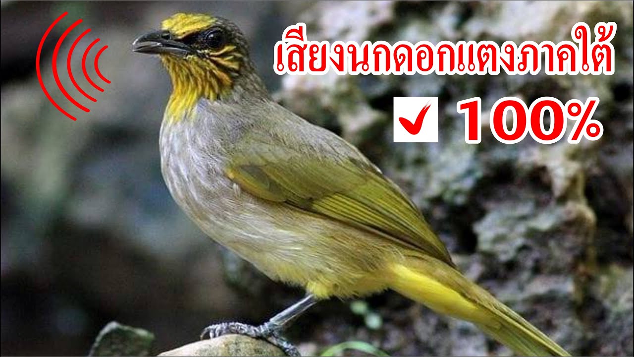 เสียงนกดอกแตงภาคใต้ 100%, Birds Sound Trap.