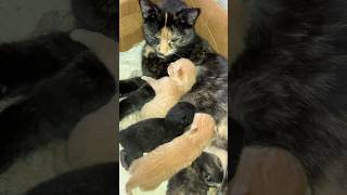Nukie feeding her kitten babies #kitten