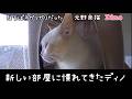 ［沖縄保護猫］#23.24.25（再）ぼろぼろガリガリだった元野良猫『ディノ』新しい部屋に慣れてきました！#沖縄#みぱね#猫#保護猫