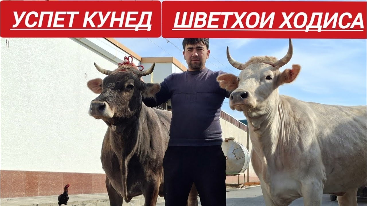 985940027 ватсаб . Мобилний  5 САР ШВЕТХОИ ДАХШАТ АЗ АБДУЛЛОЧОН 