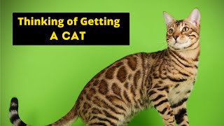 Everything You Need To Know About Adopting And Owning A Cat | Navology