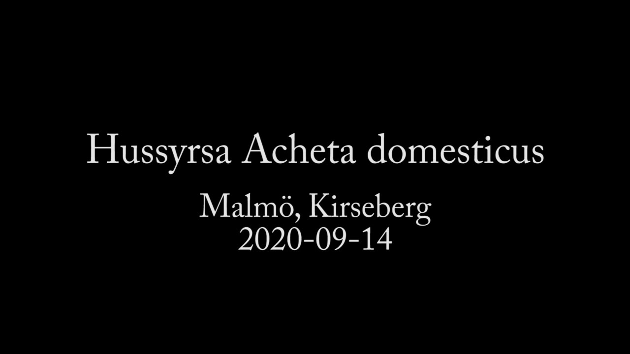 Hussyrsa (Acheta domesticus)