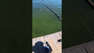 Fish In Tampa Bay GO CRAZY For This!