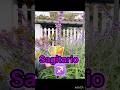 Sagitario ♐️ Excelencia en el trabajo 🧳 #tarot #tarotastro #horoscopo #energia #lecturacartas
