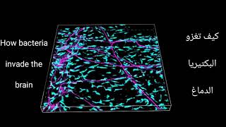 How Bacteria Invade the Brain / Harvard Researchers Uncover Secret Weapon كيف تغزو البكتيريا الدماغ