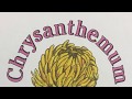 Chrysanthemum Quiz