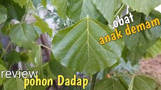 review Pohon Dadap | bisa untuk anak panas