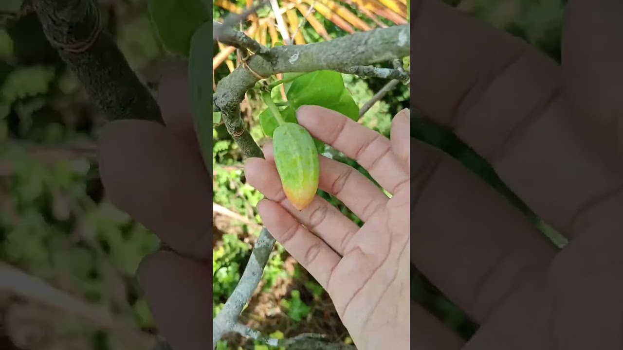 a bit bigger fruit from wild plants in garden 