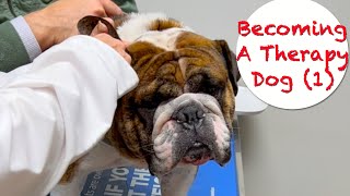 Becoming a Therapy Dog (Part 1)  health checkup.#RockyTheBulldogFeb14