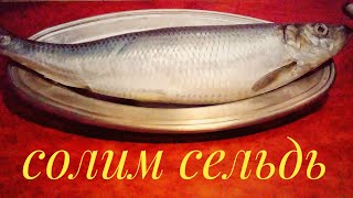 Как Засолить Селедку. Вкусная малосольная селедка домашнего посола